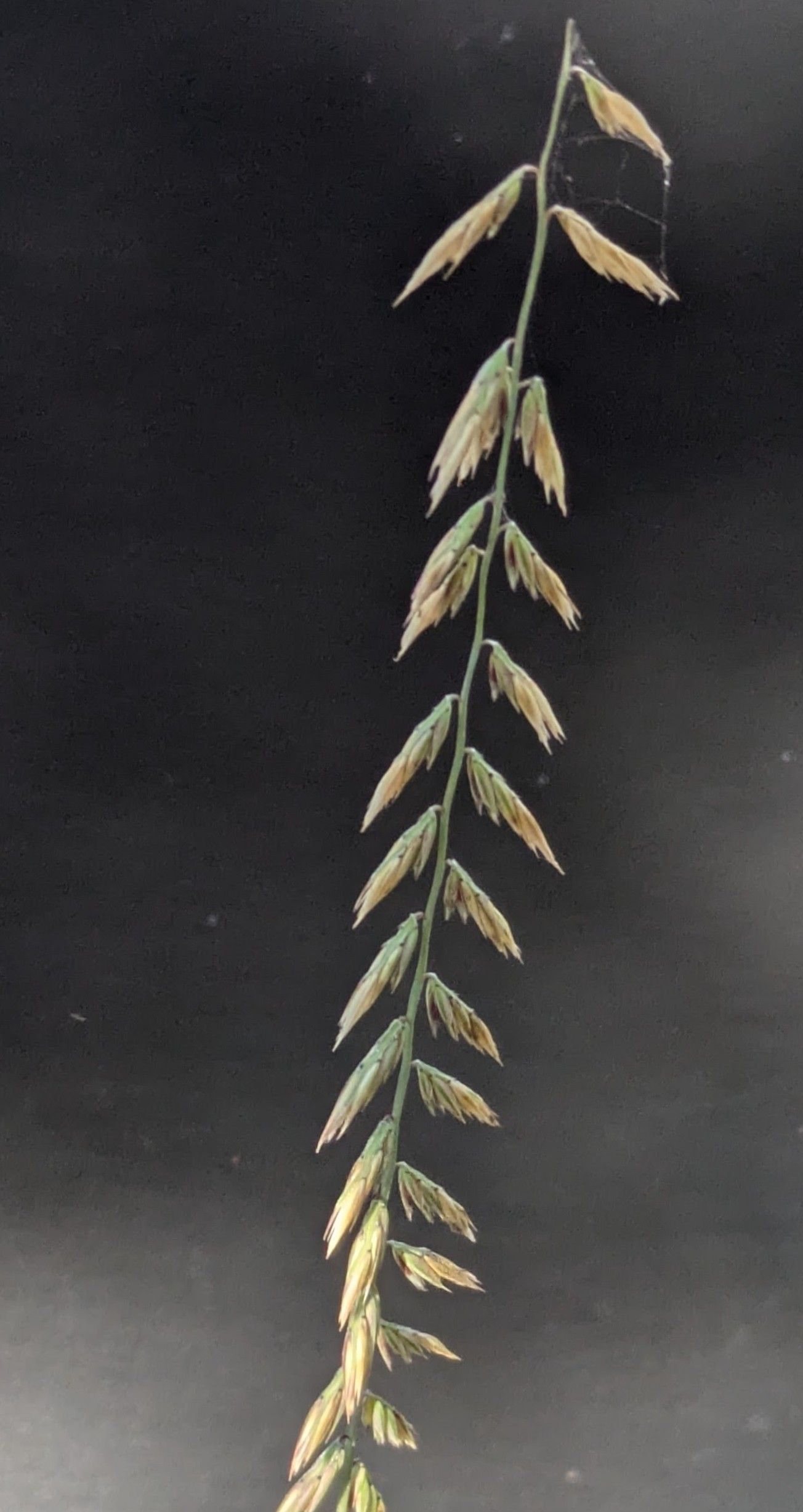 image of Sideoats Grama, Bouteloua curtipendula
