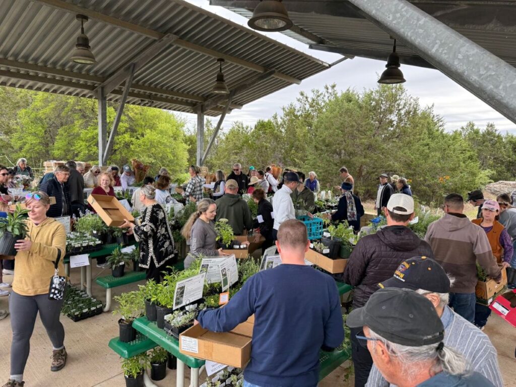shopping at plant sale