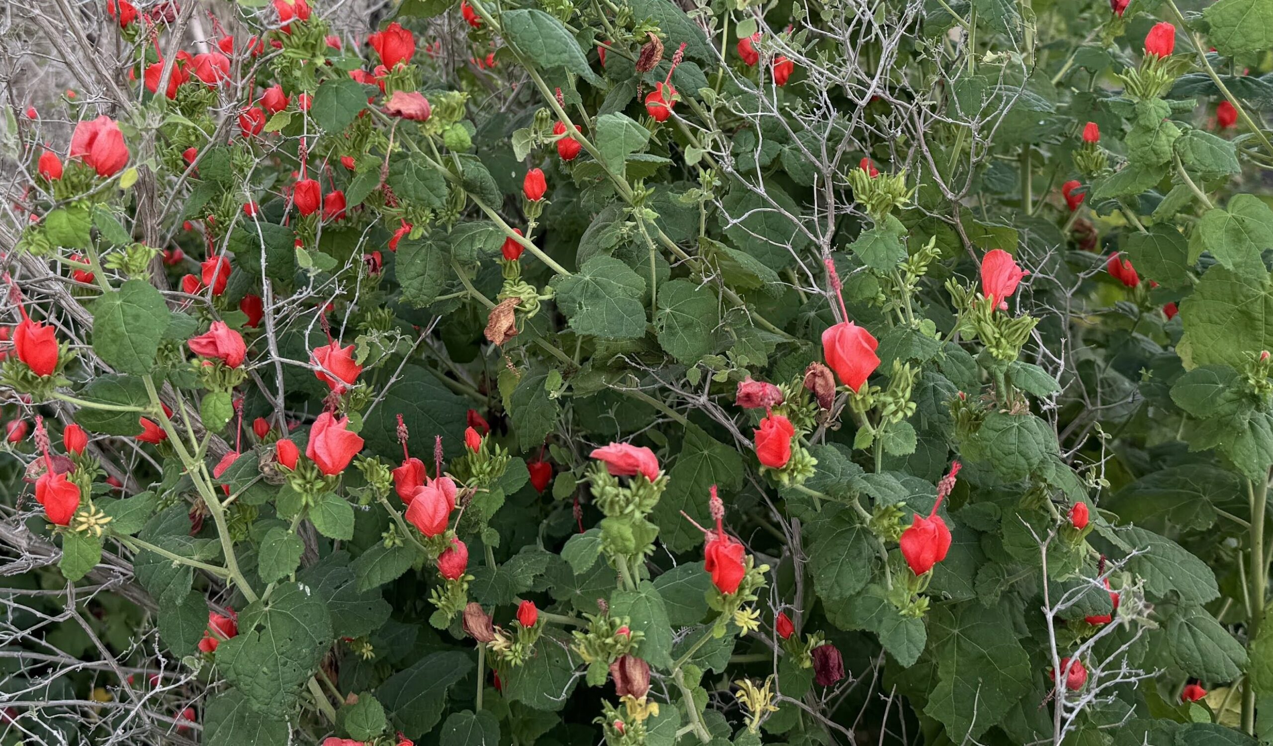 Turk's Cap